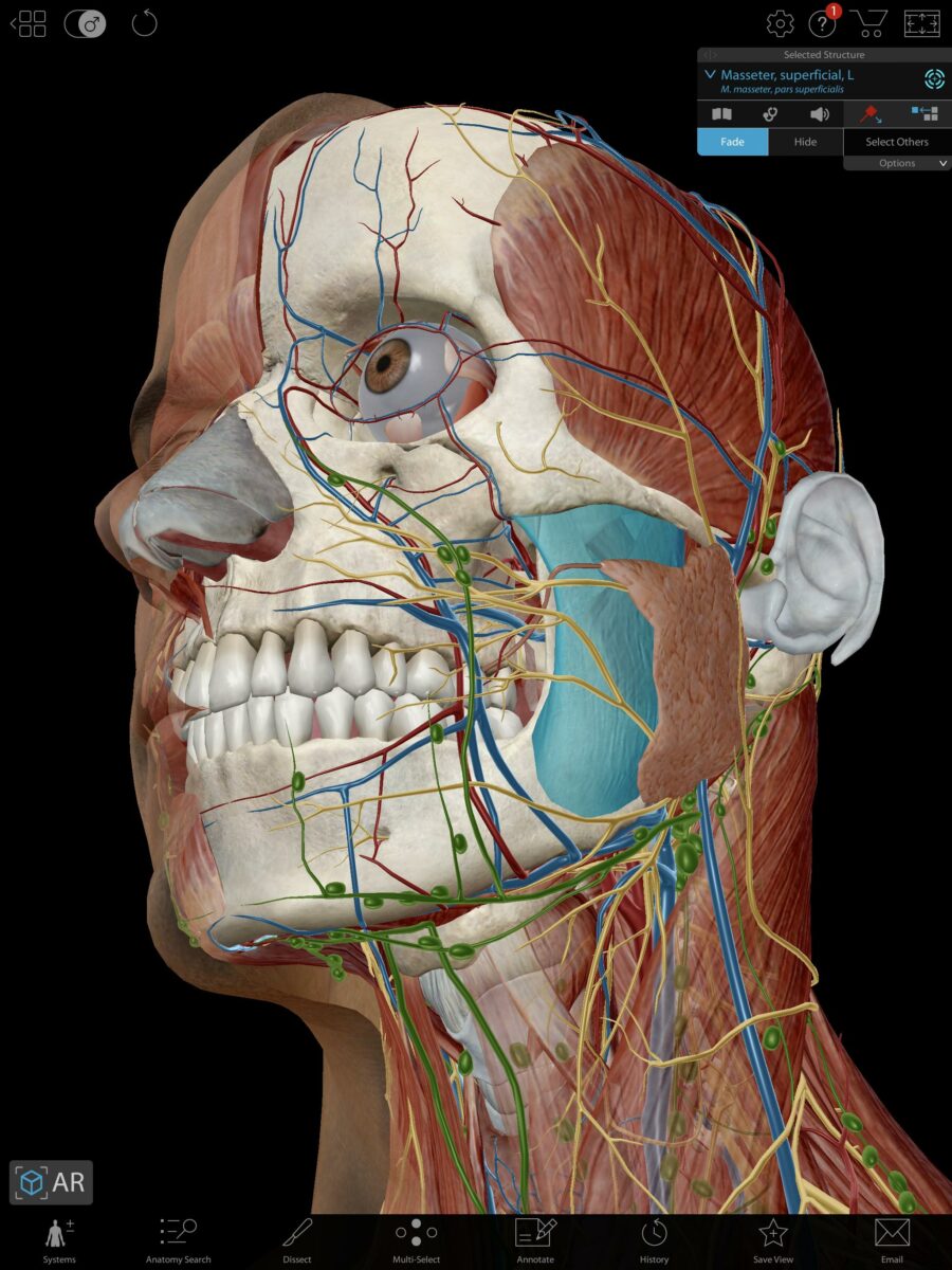 human anatomy atlas скачать
