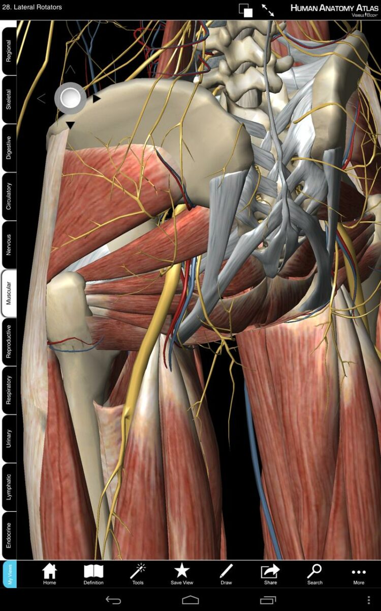 human anatomy atlas скачать бесплатно
